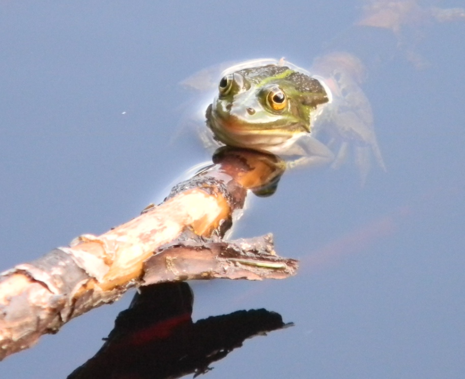 rana - probab. Pelophylax lessonae (prov. Sondrio)